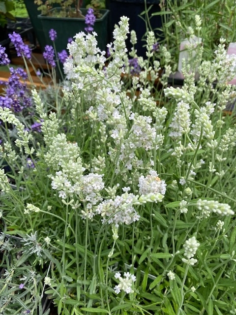  lavender * elegance white ( wing lishu series )( herb seedling )