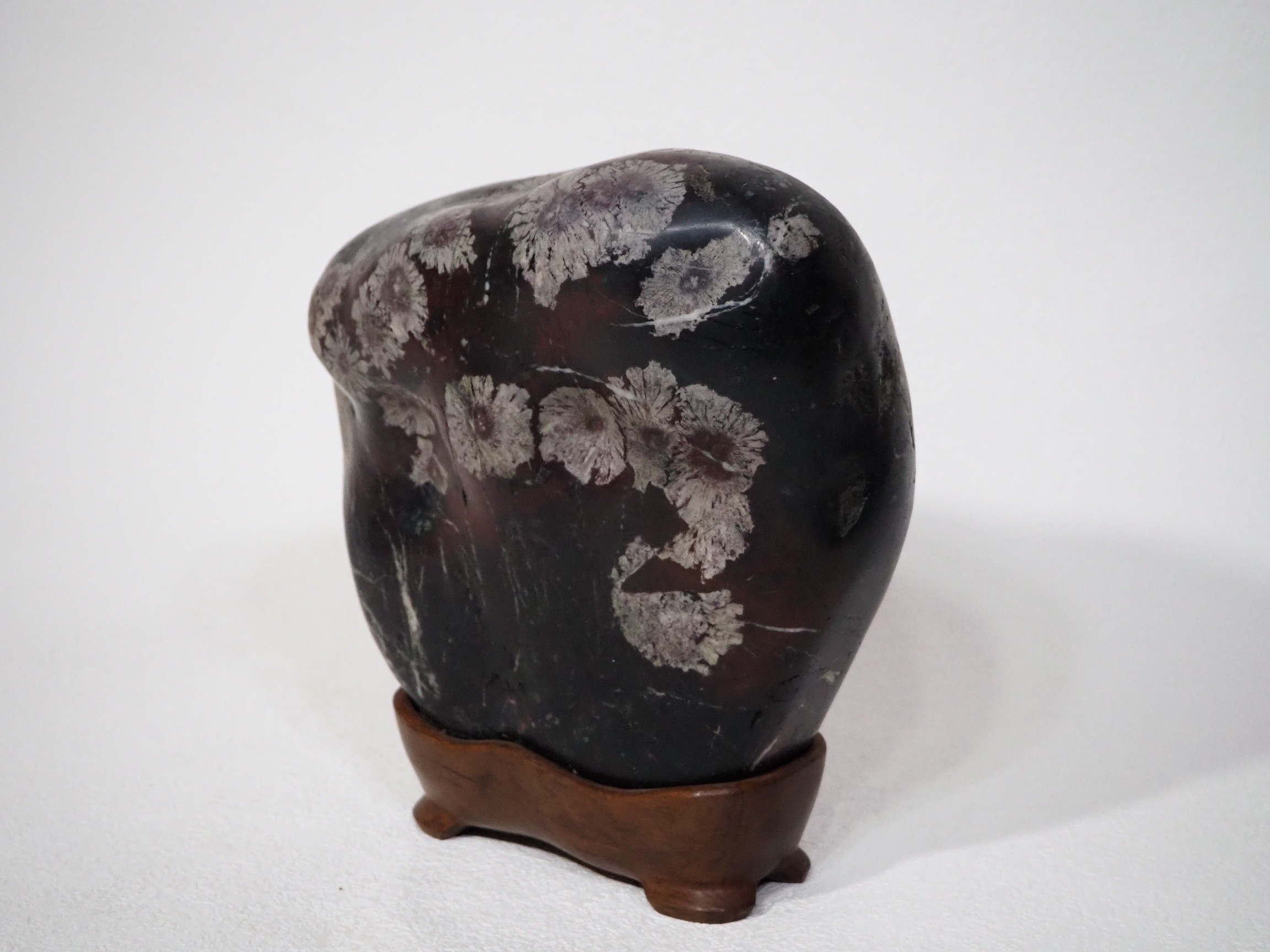 *[ хризантема камень ] Gifu префектура корень хвост . производство полировальный камень * полировка камень *.. камень * камень суйсеки из дерева подставка специальный натуральный память предмет подлинный товар гарантия [ хризантема камень покупка Ogawa место .]