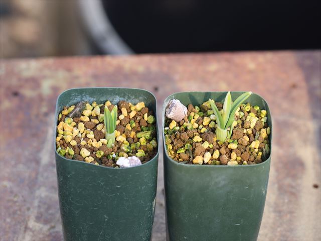 Galanthus plicatus 'Wendy's Gold'/ga Ran подвеска *p licca tsus*wenti-z Gold *