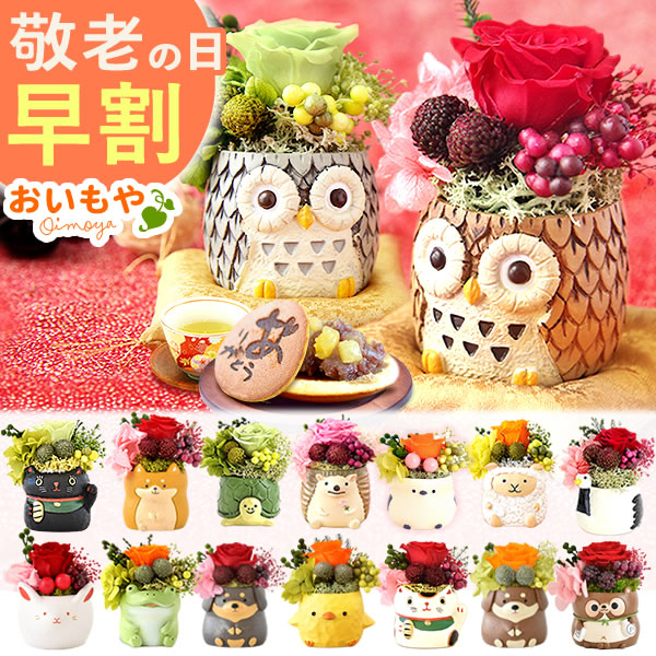  birthday present flower 2024 gift preserved flower confection sweets flower . sweets Japanese confectionery .... dog cat 50 fee 60 fee 70 fee 80 fee 90 fee 