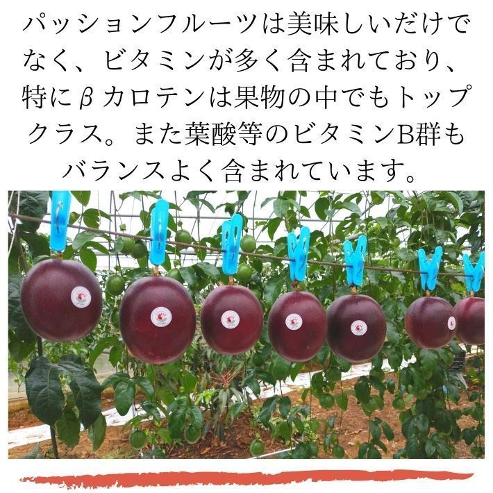  Okinawa prefecture production passionfruit 1kg (9~12 sphere ) preeminence goods Okinawa passionfruit tropical fruit direct delivery from producing area free shipping Okinawa earth production passion Nankoku fruit 