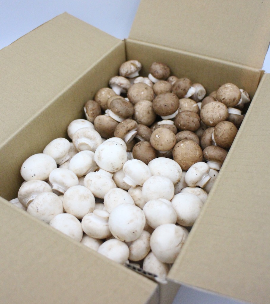  boat shape mushroom fresh raw mushroom Mix ( selection another goods ) 1kg raw meal possible ( refrigeration / shipping day .3 schedule times ) Yamagata prefecture boat shape block production 