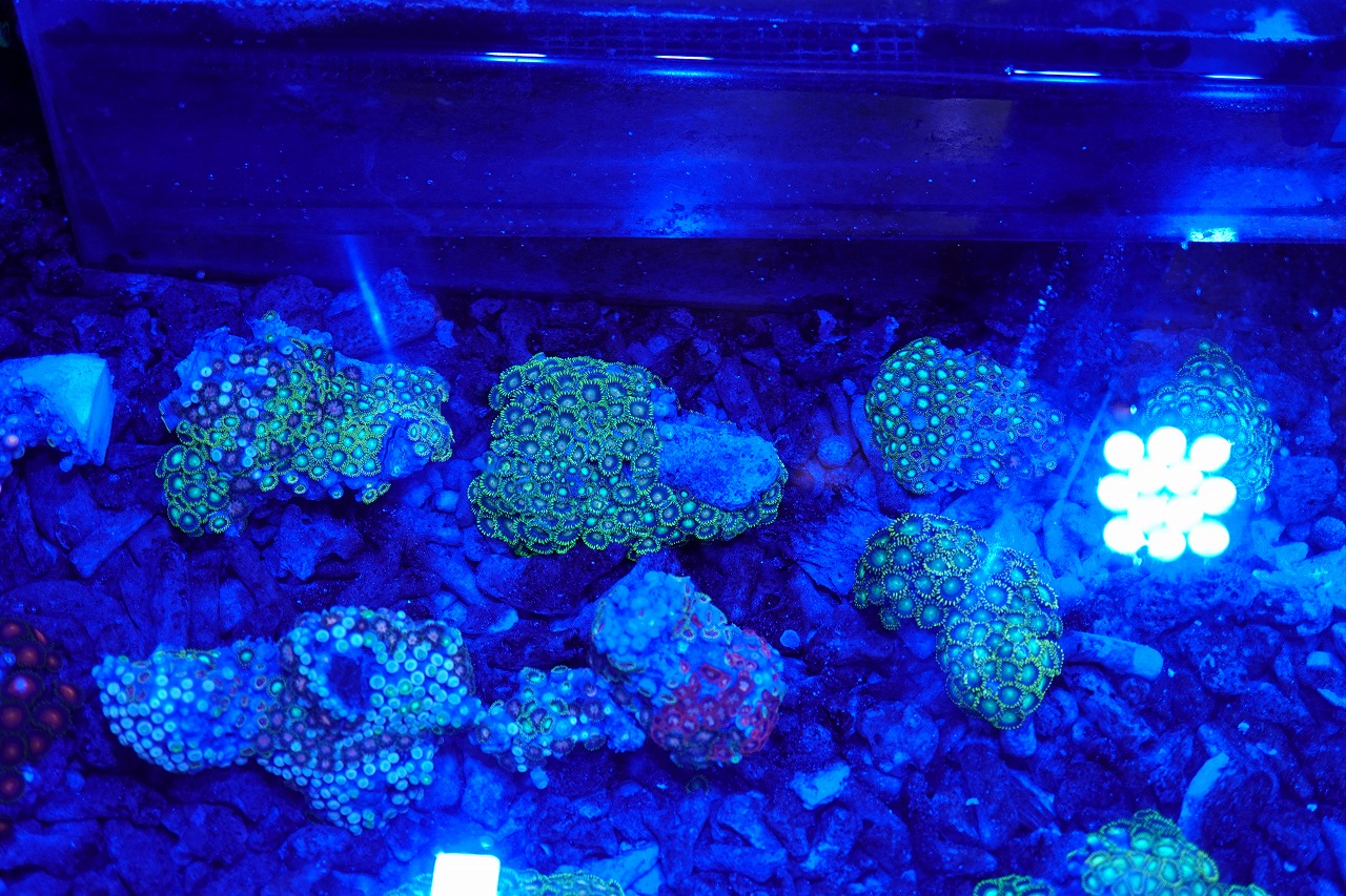 ..( coral )ma female na silver tea k10cm rom and rear (before and after) pictured organism . we deliver.