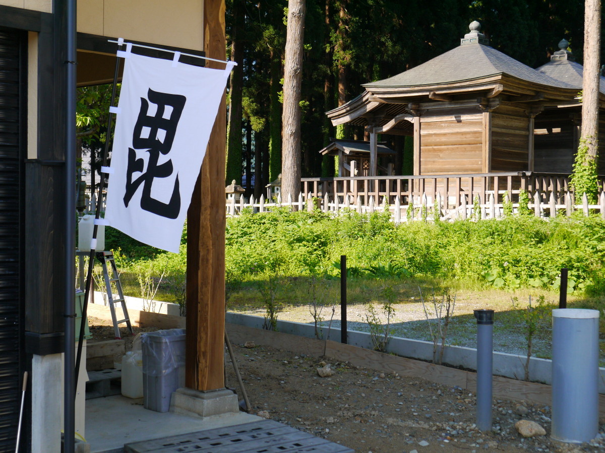  rice . production hime... sapling middle ( pot less ) on Japanese cedar hawk mountain ... meal ... root 