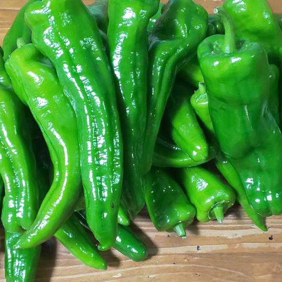 < with translation > vegetable shishito green pepper . length chili pepper 40ps.@[ pesticide, chemistry fertilizer un- use ] direct delivery from producing area 