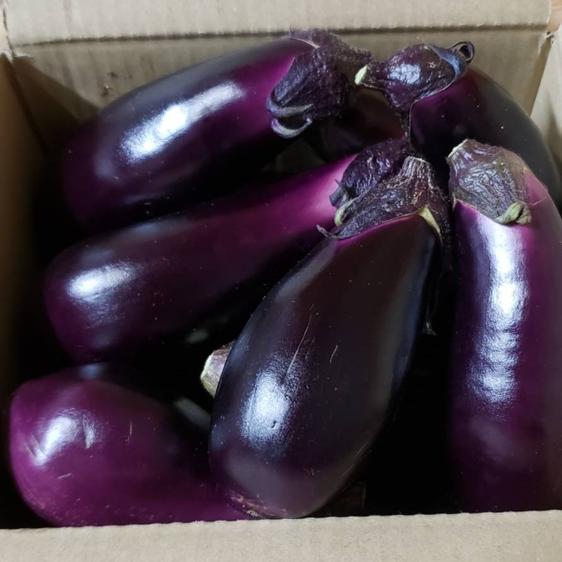  vegetable .. Nankoku Kochi ..... Kochi eggplant 1kg direct delivery from producing area 