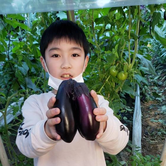  vegetable .. Nankoku Kochi ..... Kochi eggplant 1kg direct delivery from producing area 