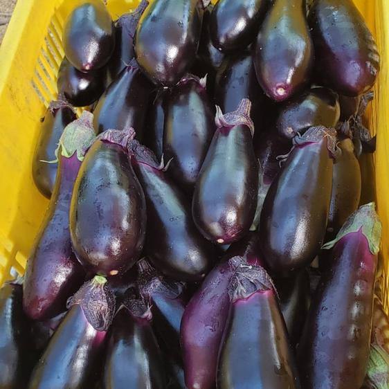  vegetable .. Nankoku Kochi ..... Kochi eggplant 1kg direct delivery from producing area 