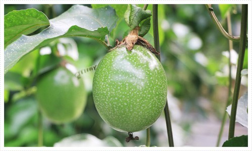 [ reservation limited goods ] passionfruit 10kg Okinawa production li Rico il. old island from direct delivery from producing area l2024 year 6 month shipping expectation 