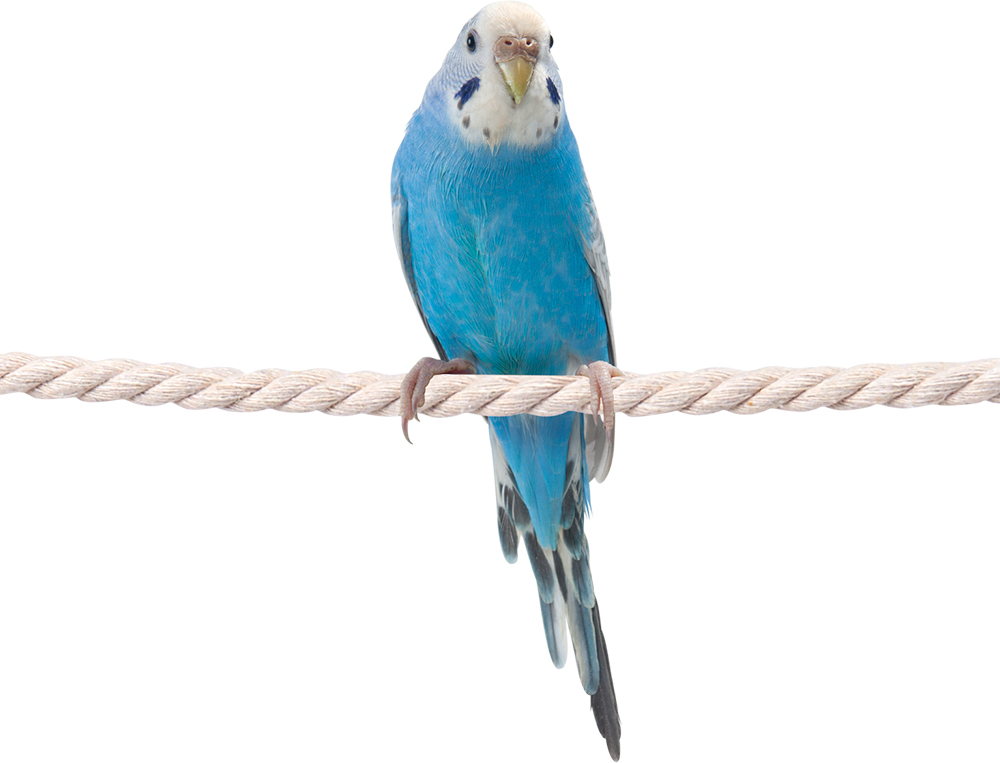 CASA small bird. playing place rope 1 pcs toy rope pa-chi cotton rope perch cord string himoma LUKA nMARUKAN bird parakeet 