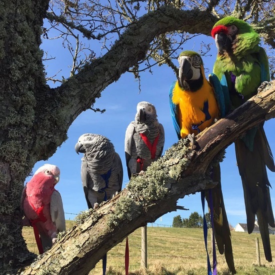 [ новый версия ] bird Harness Avy e-ta-(XL) Harness & Lee shu длиннохвостый попугай попугай Harness шлейка птица s Mille темно синий go ru Rico n go be Nikon go 