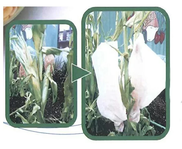  non-woven corn . insect guard 10 sheets insertion cease cord attaching size 30cm×40cm