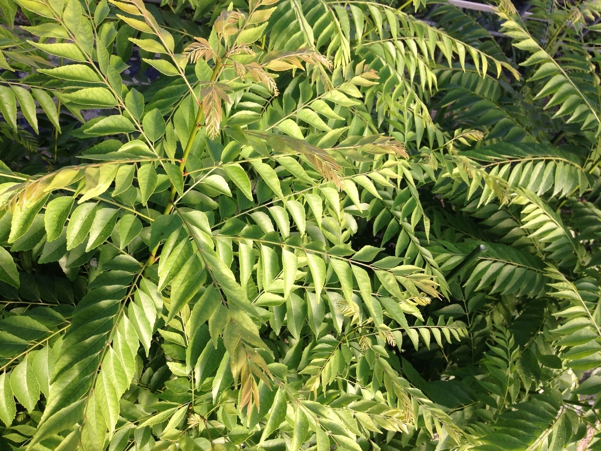  редкий нет пестициды местного производства сырой карри leaf. лист сырой лист производство человек sama прямая поставка примерно 100g почтовая доставка 