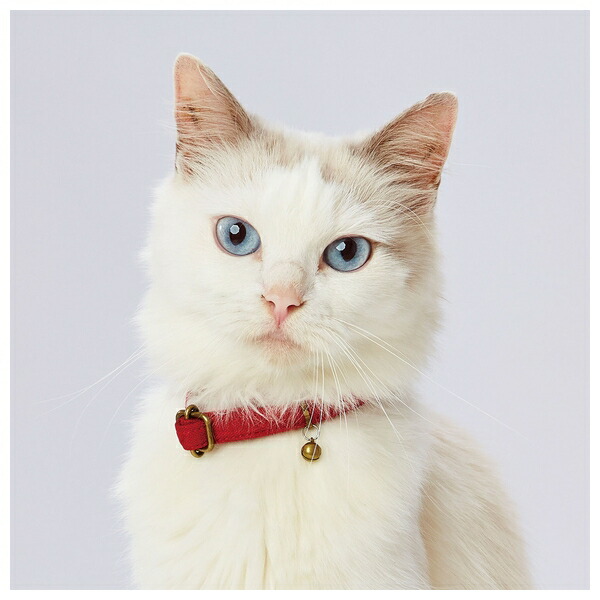 *petionecoco cat color red W57811