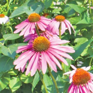 【正規品】 プレミアムエキナシア ハーブファーム 29.5ml 1オンス 健康維持 オーガニック栽培 ハーブ サプリメント