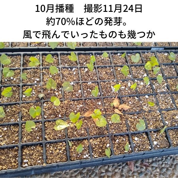 [ seeds ] Africa turtle . dragon 10s Dioscorea elephantipes