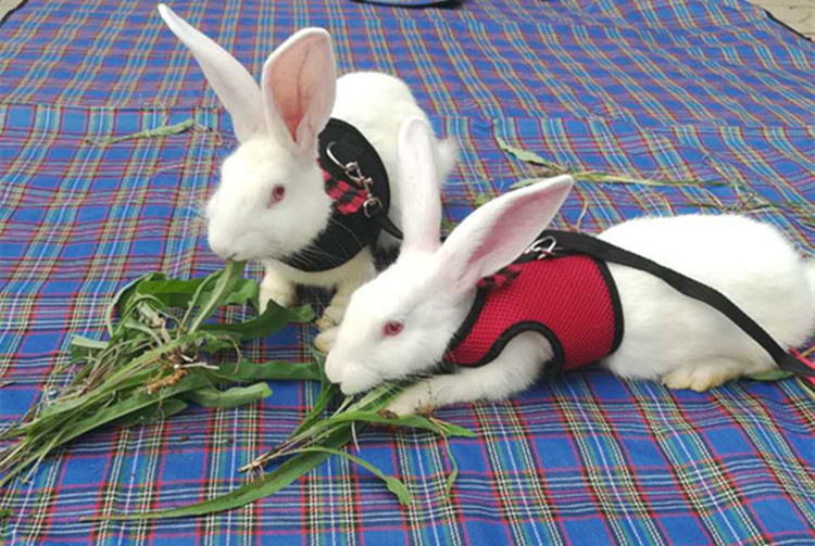 チープ 小動物用ハーネス リード 2点セット 兎用 ウサギ ペット用品 ペットグッズ 蝶 かわいい カラバリ豊富 お散歩 インスタ映 お出かけ 記念写真 結び