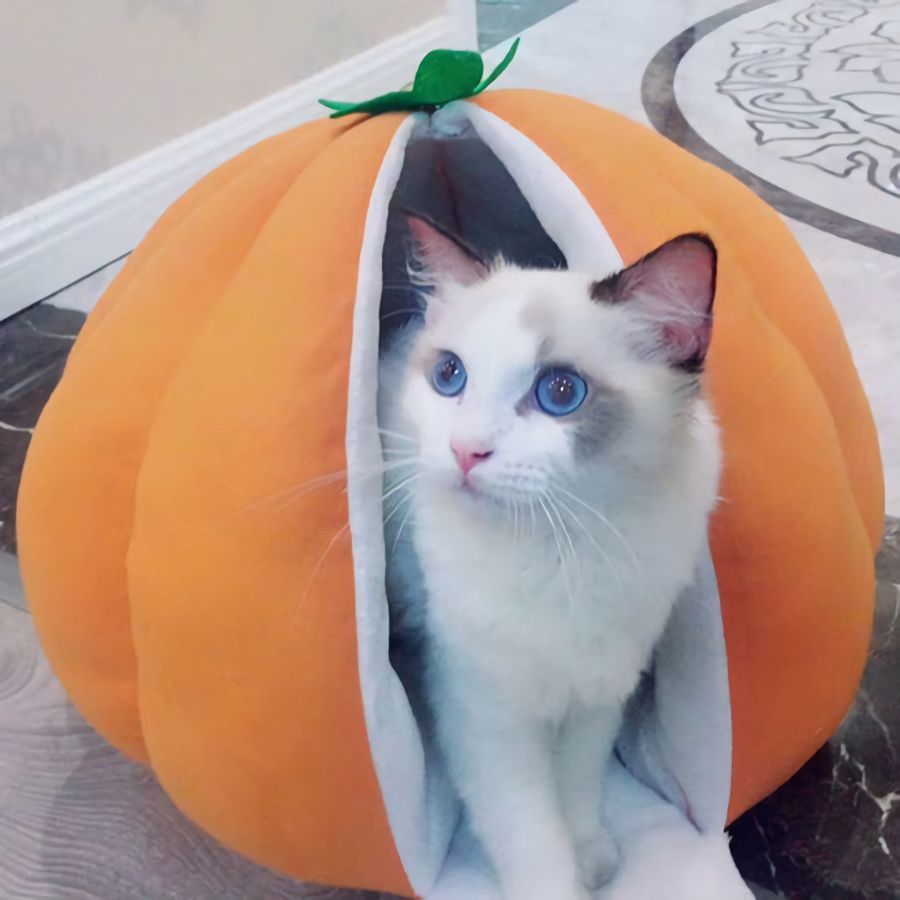 ワンちゃん ペットベッド 犬用品 猫用品 犬グッズ 猫グッズ プラスナオ Paypayモール店 通販 Paypayモール ペットハウス 犬ベッド 猫ベッド ドームハウス 室内用 フルーツ あったか ふわふわ かわいい さいサイズ