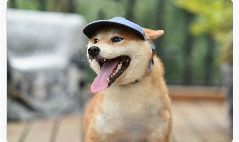市場 送料無料 サンバイザー 耳穴付き ペット用帽子 ドッグ 犬 キャップ つば付き サイズ調整 あごベルト