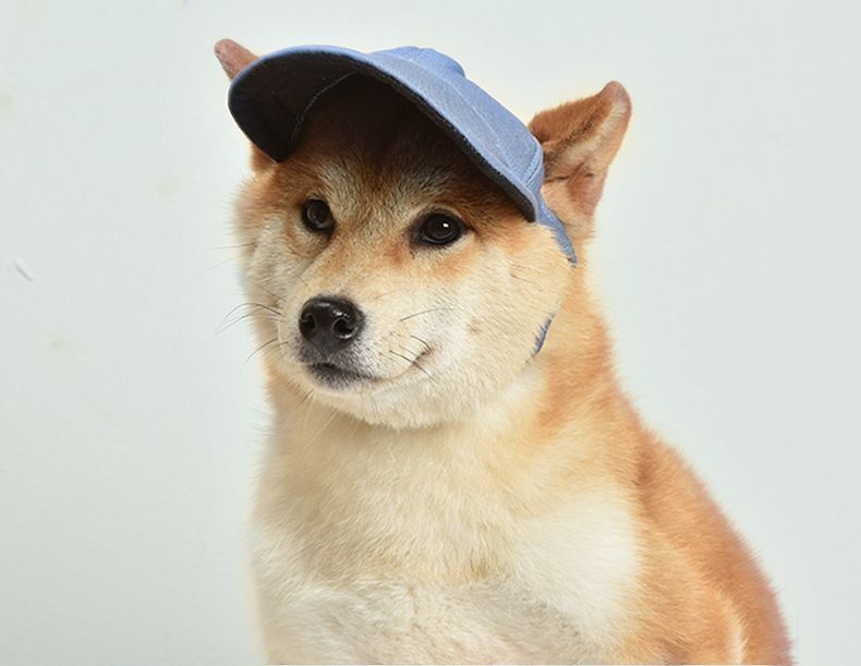 市場 送料無料 サンバイザー 耳穴付き ペット用帽子 ドッグ 犬 キャップ つば付き サイズ調整 あごベルト