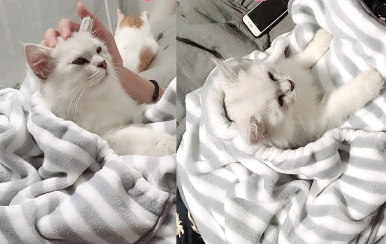 見つける 注意 次 猫 スリング 作り方 擬人化 起きる 聖歌