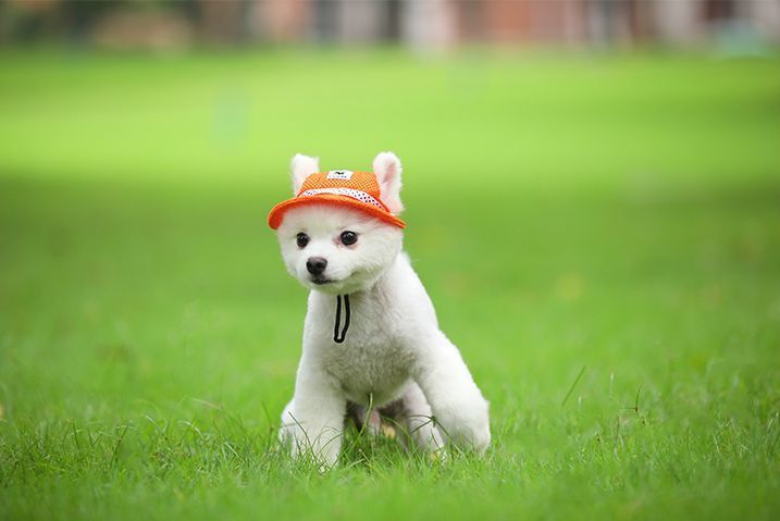 送料無料 ドッグハット 愛犬 日除け 犬用帽子 帽子 ぼうし 犬 オシャレ
