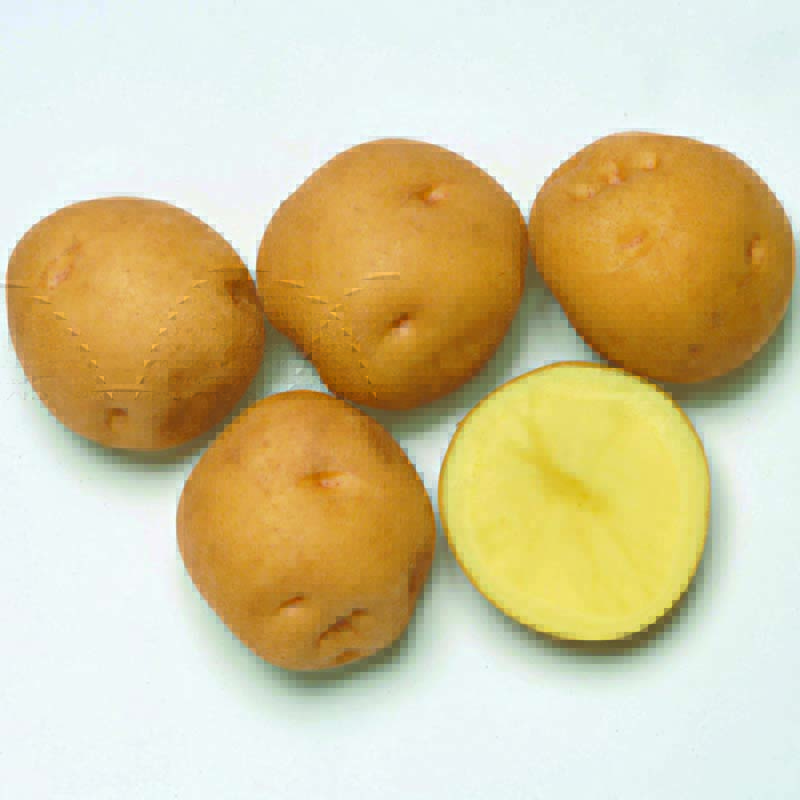 10kg seed tuber kita red liM sphere potato jagaimo cultivation for spring jaga rice S Z ( registration goods kind name :kita red li)