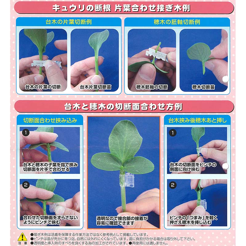 10,000 piece clear clothespin M CPM-10 connection . tree guarantee .. person leaf join connection tree for 1,000 piece ×10 sack cucumber watermelon bitter gourd etc. si- Muta S payment on delivery un- possible 