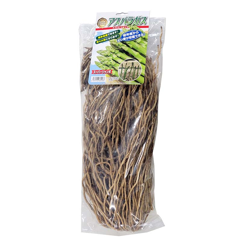  asparagus seedling super jumbo super double extra-large stock 2L stock wellcome cultivation for ( registration goods kind name : wellcome ) rice S Z