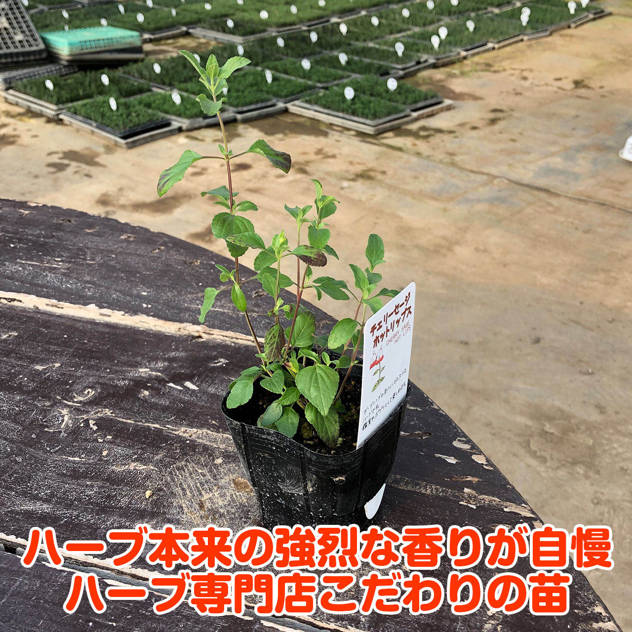  herb seedling Cherry sage hot lips ( kind cultivation herb tea herbgarden .. leaf flower gardening sapling fruit tree cultivation kit )