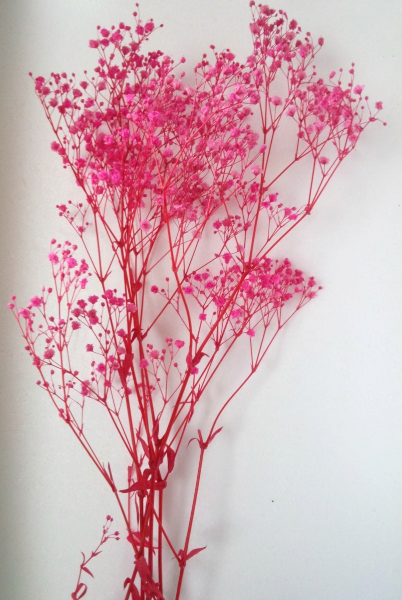  preserved leaf fluid &lt; pink &gt; 500ml