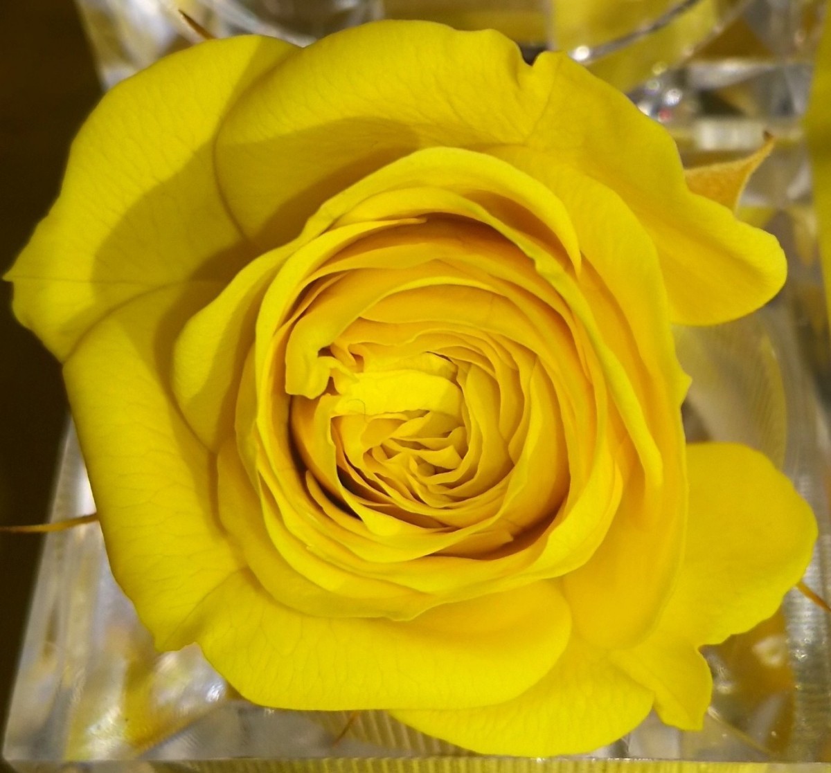  консервированный цветок . цвет жидкость ( pop желтый )500ml