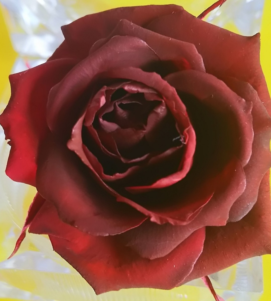  консервированный цветок . цвет жидкость ( глубокий красный )150ml