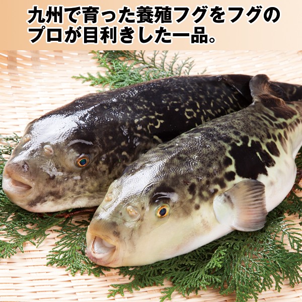 国産とらふぐちり鍋セット1ｋｇ ふぐ鍋 フグ鍋 てっちり 国産トラフグ 1キログラム パ ティ 河豚 お得 贅沢 ボリューム 酒の肴 ふぐヒレ ひれ酒 ぽん酢 Org Fgn プレミアムポニー 通販 Yahoo ショッピング
