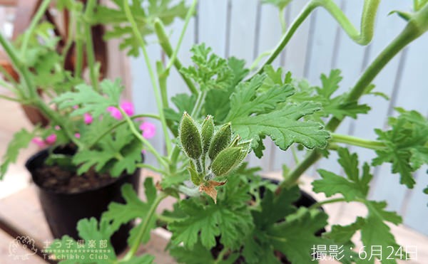  rose zela новый m2 шт. комплект 10.5cm pot рассада ( трава герань )