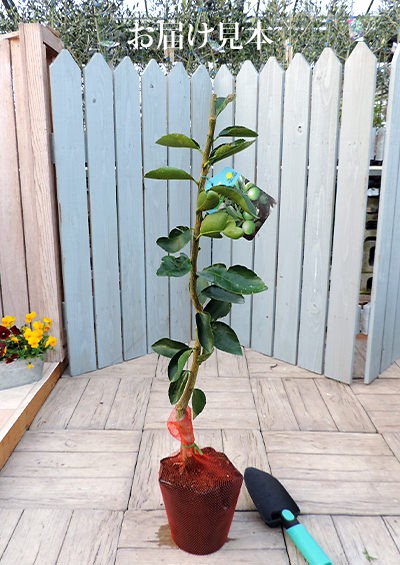  lime ( Tahiti lime ) 15cm pot connection tree seedling 