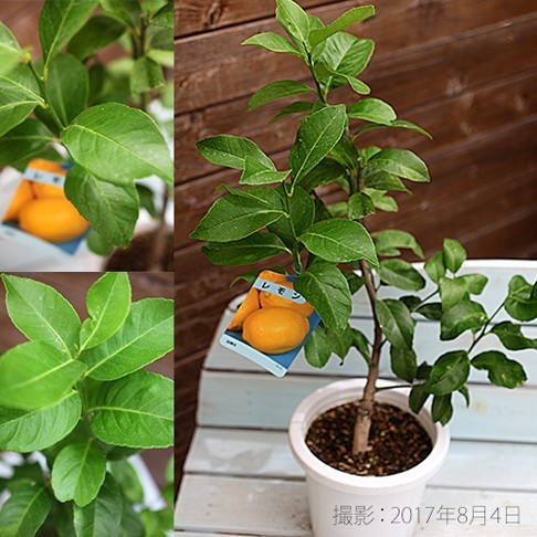 toge none lemon 6 number potted plant connection . tree seedling 