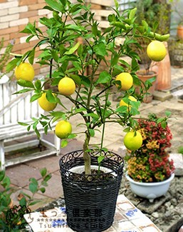 toge none lemon 6 number potted plant connection . tree seedling 