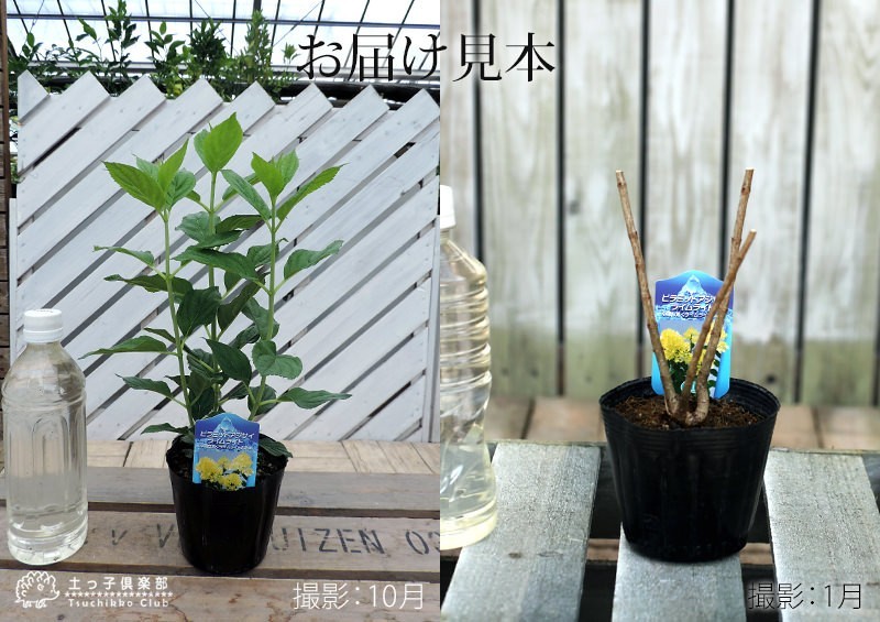  стойка mid гортензия [ lime свет ] 10.5cm pot рассада 
