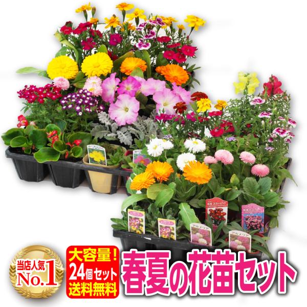  spring summer. flower seedling 24 piece set [ free shipping ]( example :pechunia lobelia pouch .lakako Rius wild pink etc. )