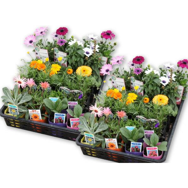  spring summer. flower seedling 24 piece set [ free shipping ]( example :pechunia lobelia pouch .lakako Rius wild pink etc. )