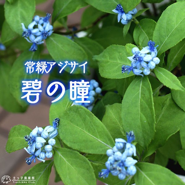  evergreen hydrangea [.. .( blue nohitomi) ]9cm pot seedling . kind 