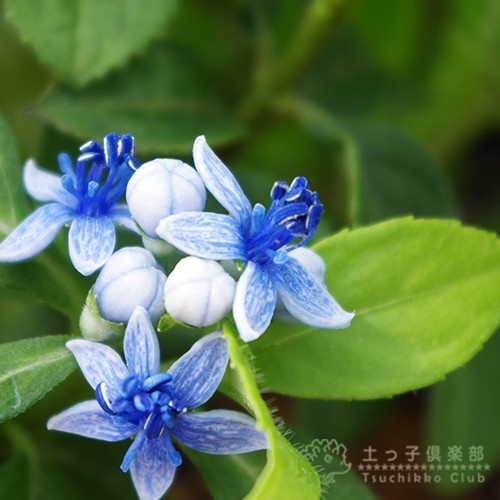  evergreen hydrangea [.. .( blue nohitomi) ]9cm pot seedling . kind 