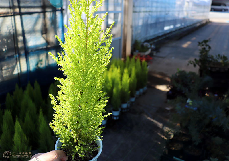  conifer [ goldcrest Will ma] 12cm pot seedling 