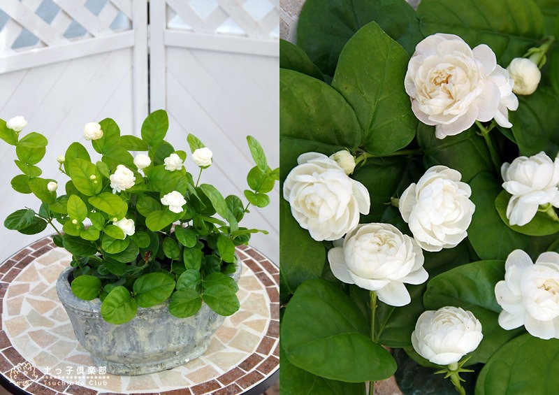  rose .. jasmine 9cm pot seedling (. -ply ../matsu licca /pikake/ Arabia n jasmine )
