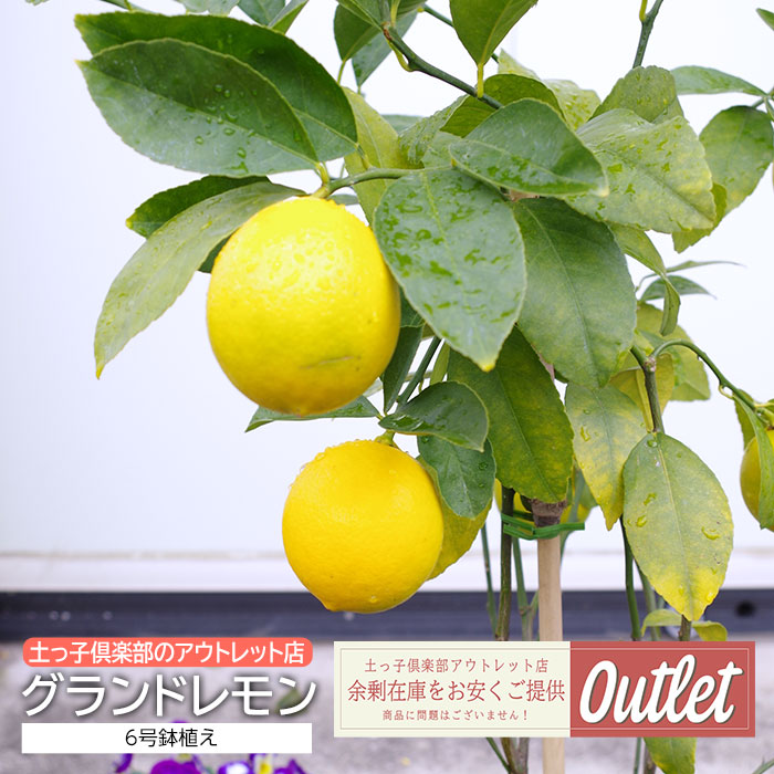  outlet lemon sapling Grand lemon 6 number potted plant 