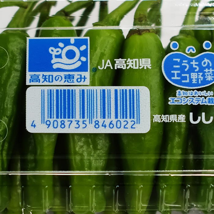  Kochi prefecture production house shishito green pepper (.. chili pepper ) approximately 100g( pack )