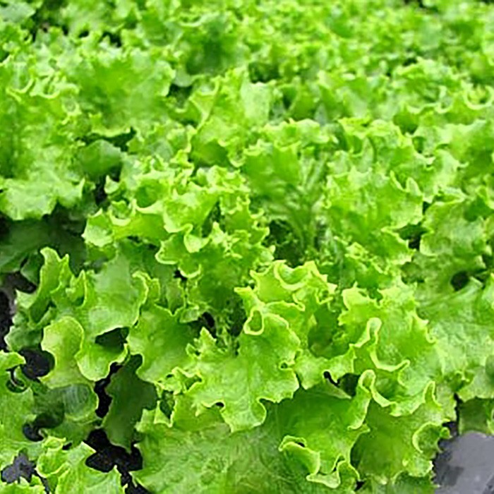  Hyogo prefecture production frill lettuce preeminence goods approximately 30g( sack entering )