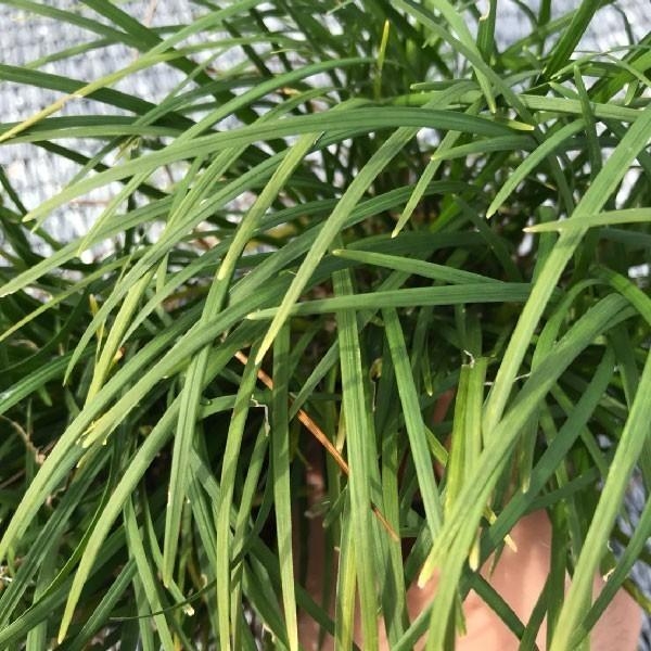  ophiopogon japonicus ( dragon. .)9cm pot 432 stock direct delivery from producing area ground cover free shipping sapling plant seedling garden tree raw .. undergrowth 