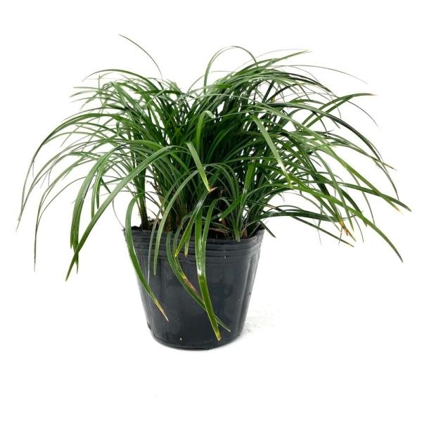  ophiopogon japonicus ( dragon. .)9cm pot 432 stock direct delivery from producing area ground cover free shipping sapling plant seedling garden tree raw .. undergrowth 